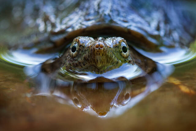 Snapping Turtle print