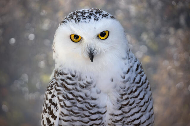 Snowy Owl print