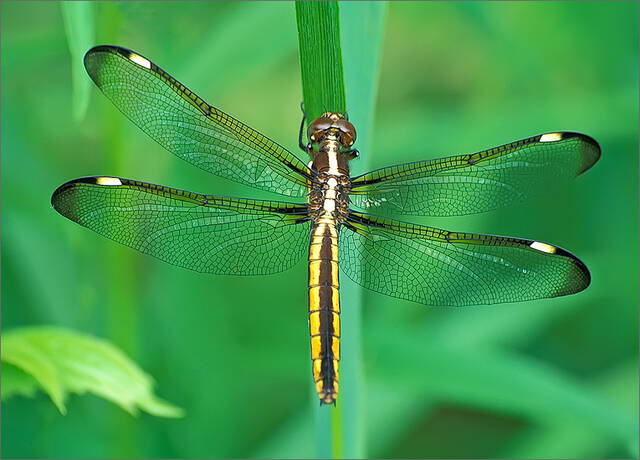 Spangled Skimmer print