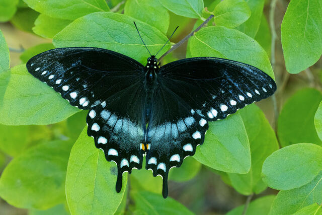 Spicebush Swallowtail Butterfly print