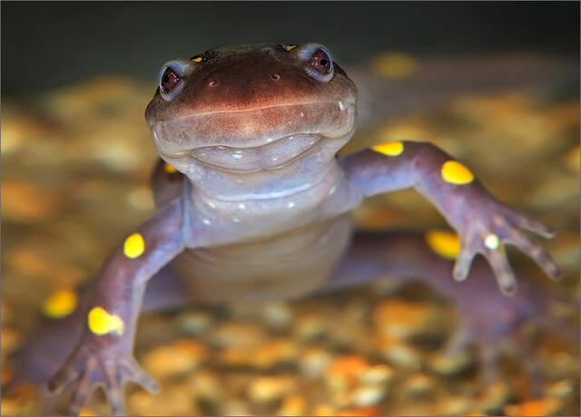 Spotted Salamander print