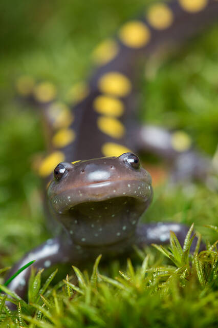 Spotted Salamander print