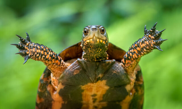 Spotted Turtle print