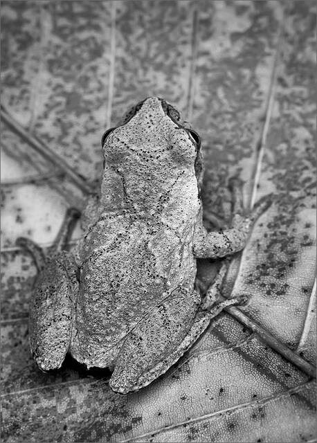 Spring Peeper print