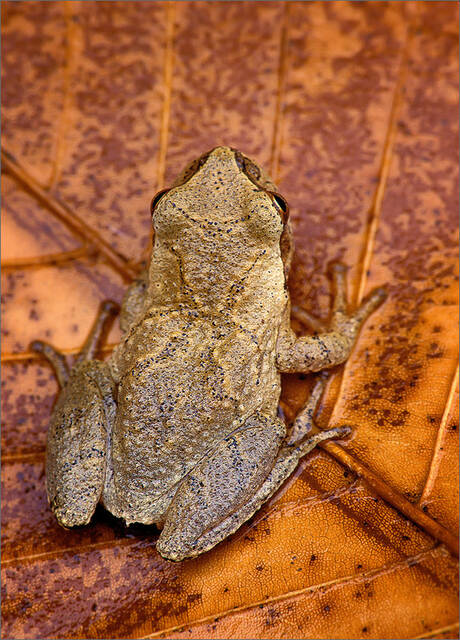 Spring Peeper print