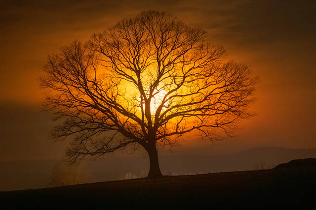 Tree of Life print