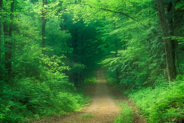 Tunnel of Green print