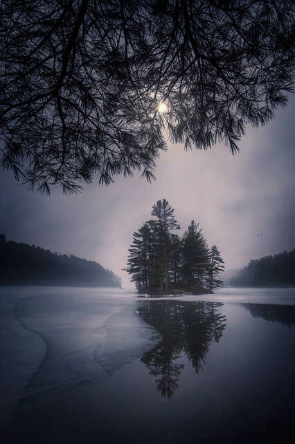 Under the Pines print