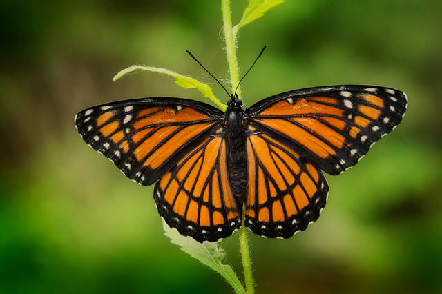 Viceroy, Limenitis archippus print