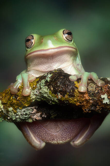 White's tree frog print