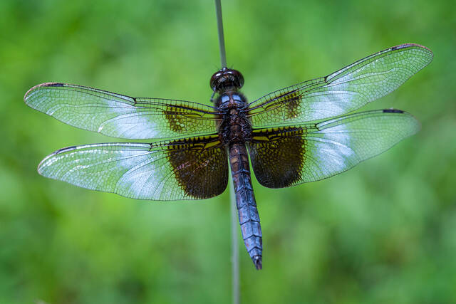 Widow Skimmer (male) print