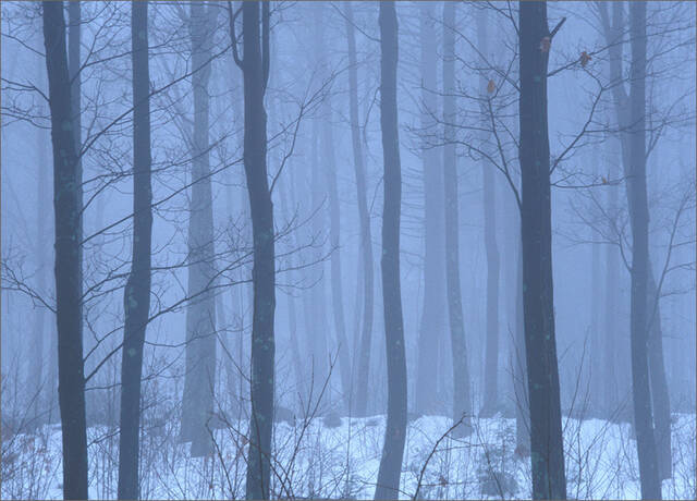 Winter Forest print