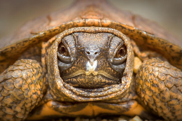 Wood Turtle (hatchling) print