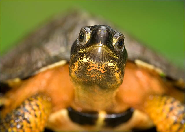 Wood Turtle print