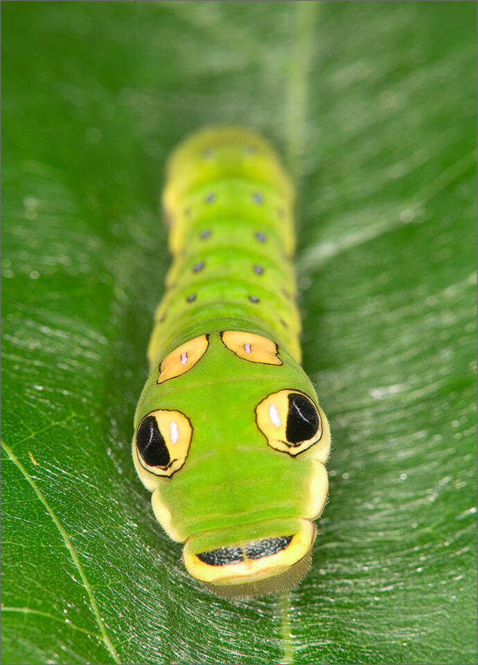 Spicebush Swallowtail Caterpillar Papilio troilus Patrick Zephyr