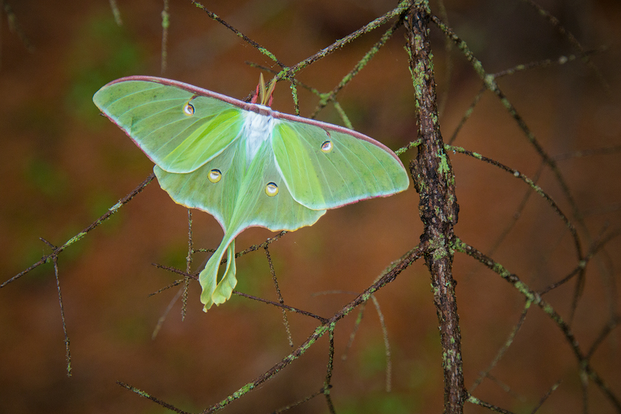 luna moth