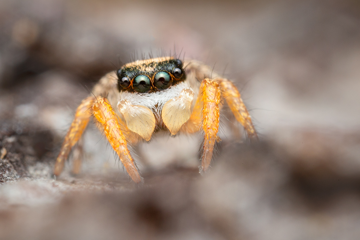 habronattus, jumping spider, salticidae, habronattus icenoglei, paradise spider, patrick zephyr