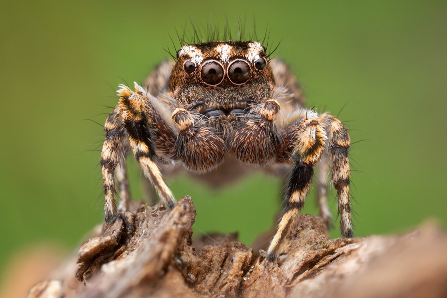 adult male