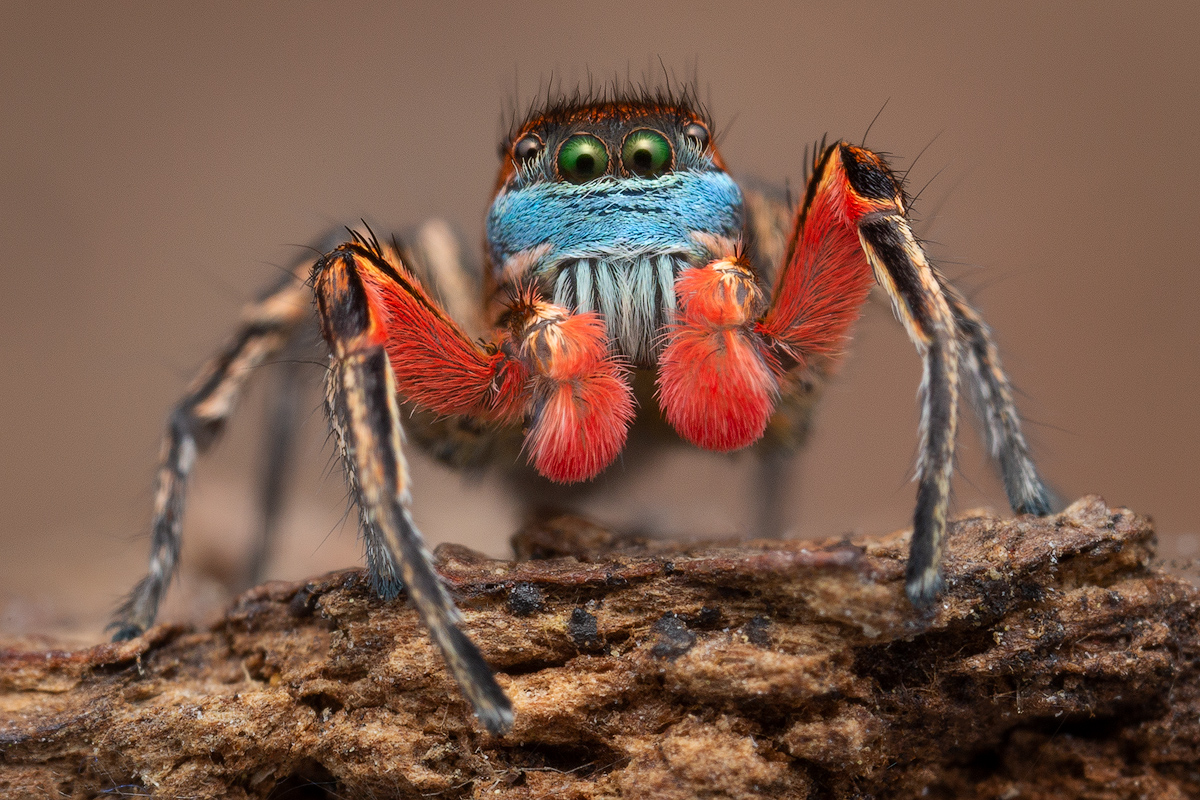 PL-adult male