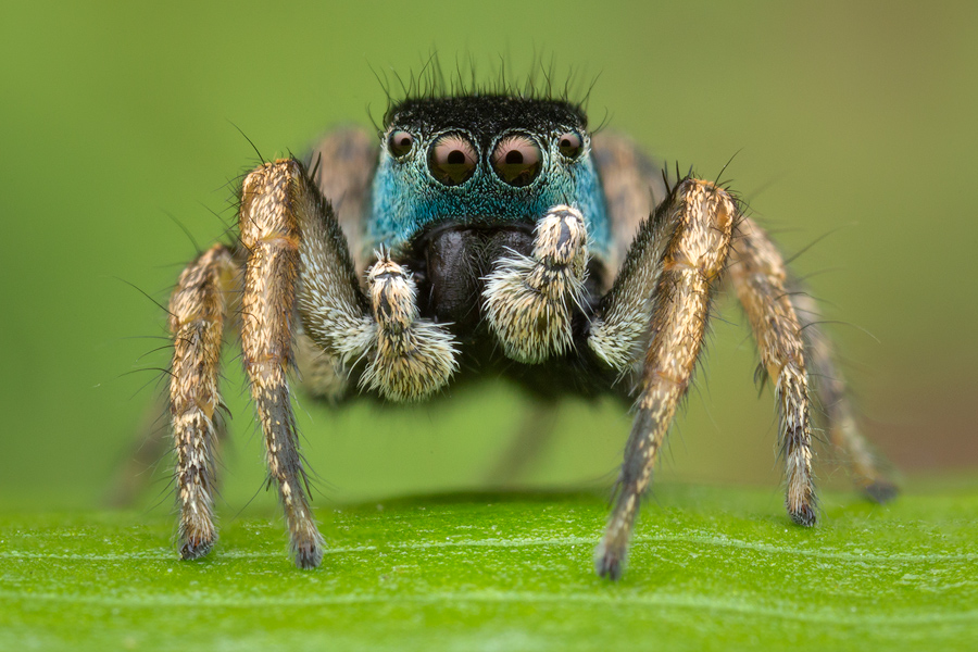 adult male