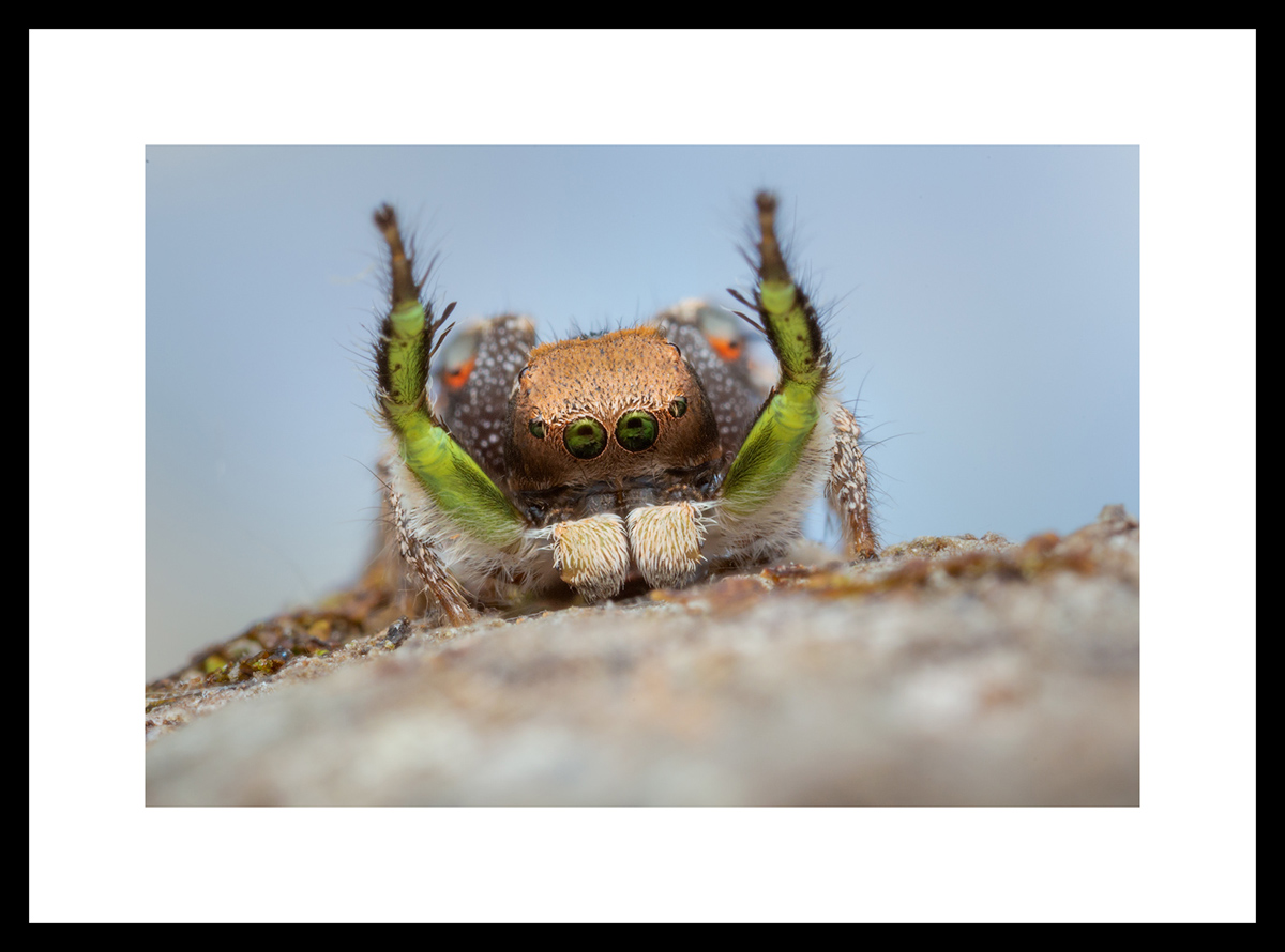 MATTED AND FRAMED PRINT - BLACK FRAME print preview