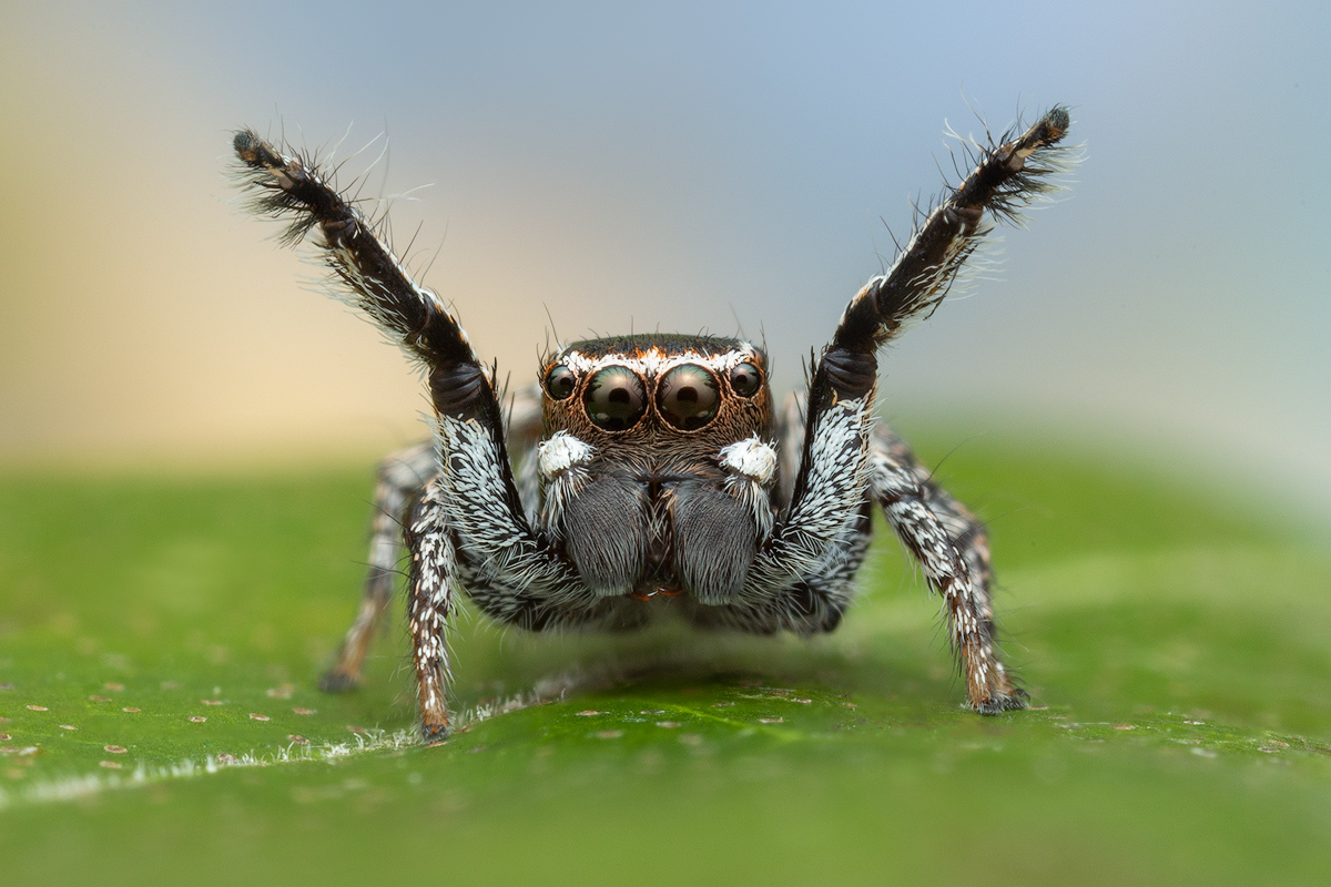 adult male-courtship display