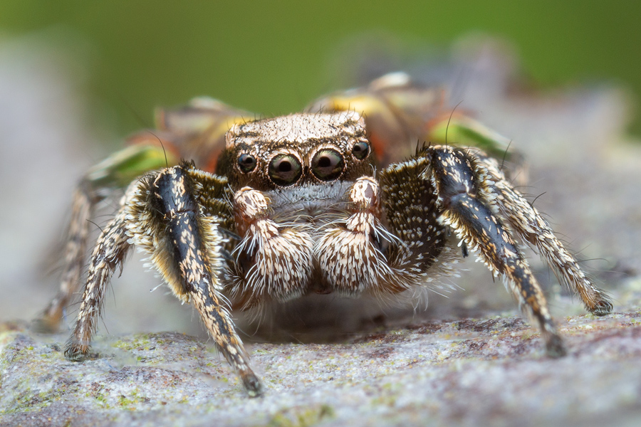 adult male