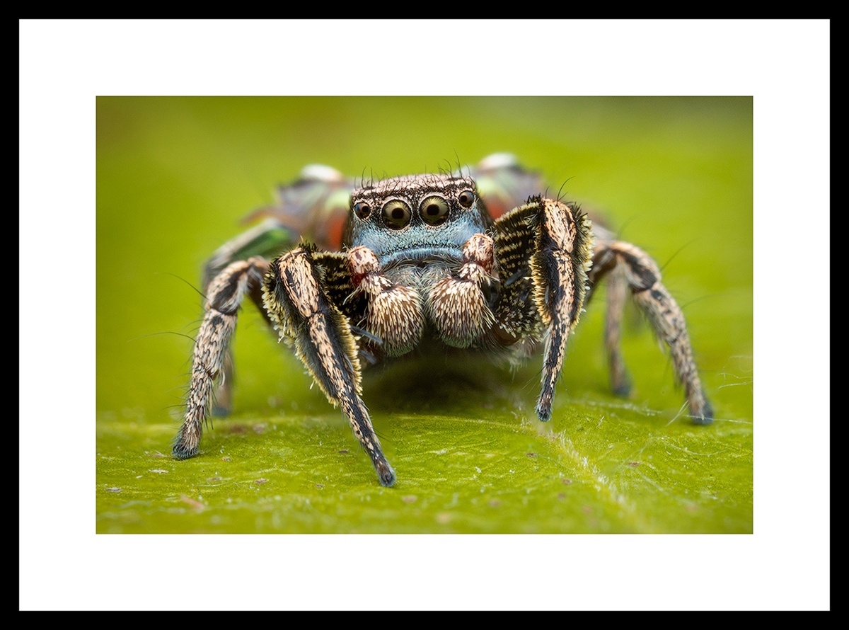 MATTED AND FRAMED PRINT - BLACK FRAME print preview