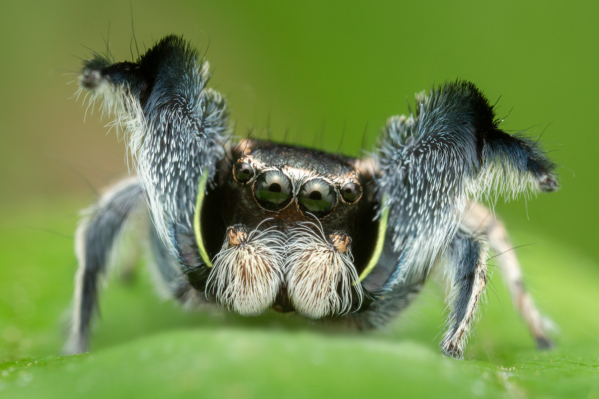 adult male courtship display