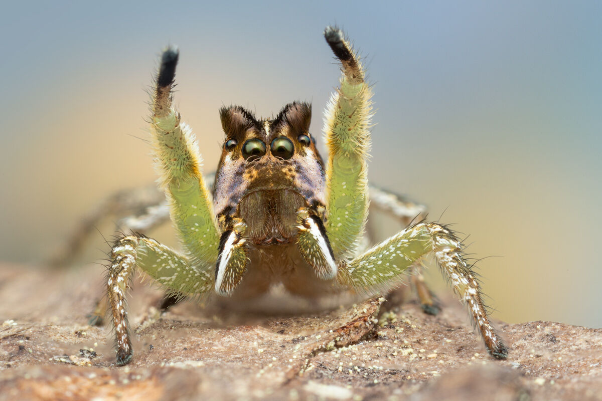 habronattus ophrys, courtship display, jumping spider paradise spider, salticidae