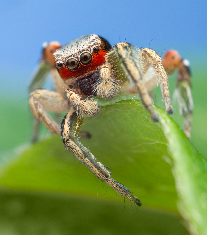 adult male