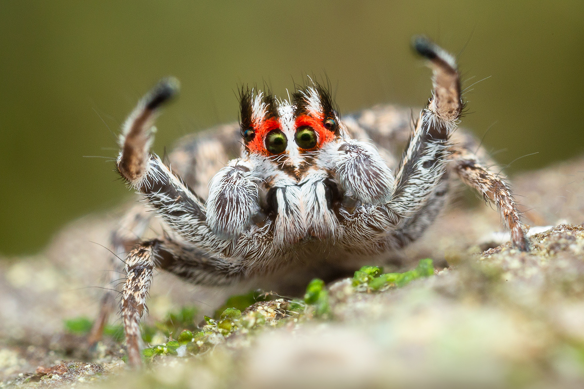adult male courtship