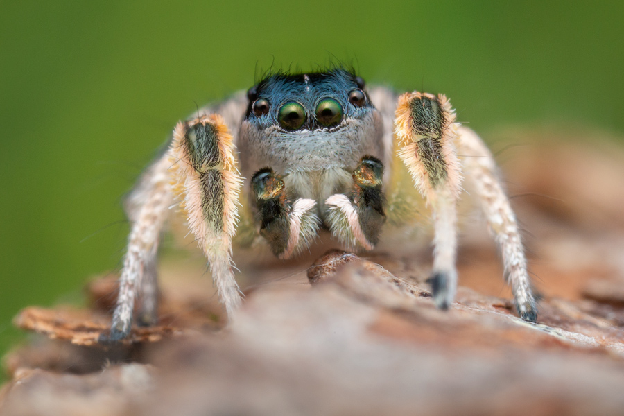 adult male &nbsp;