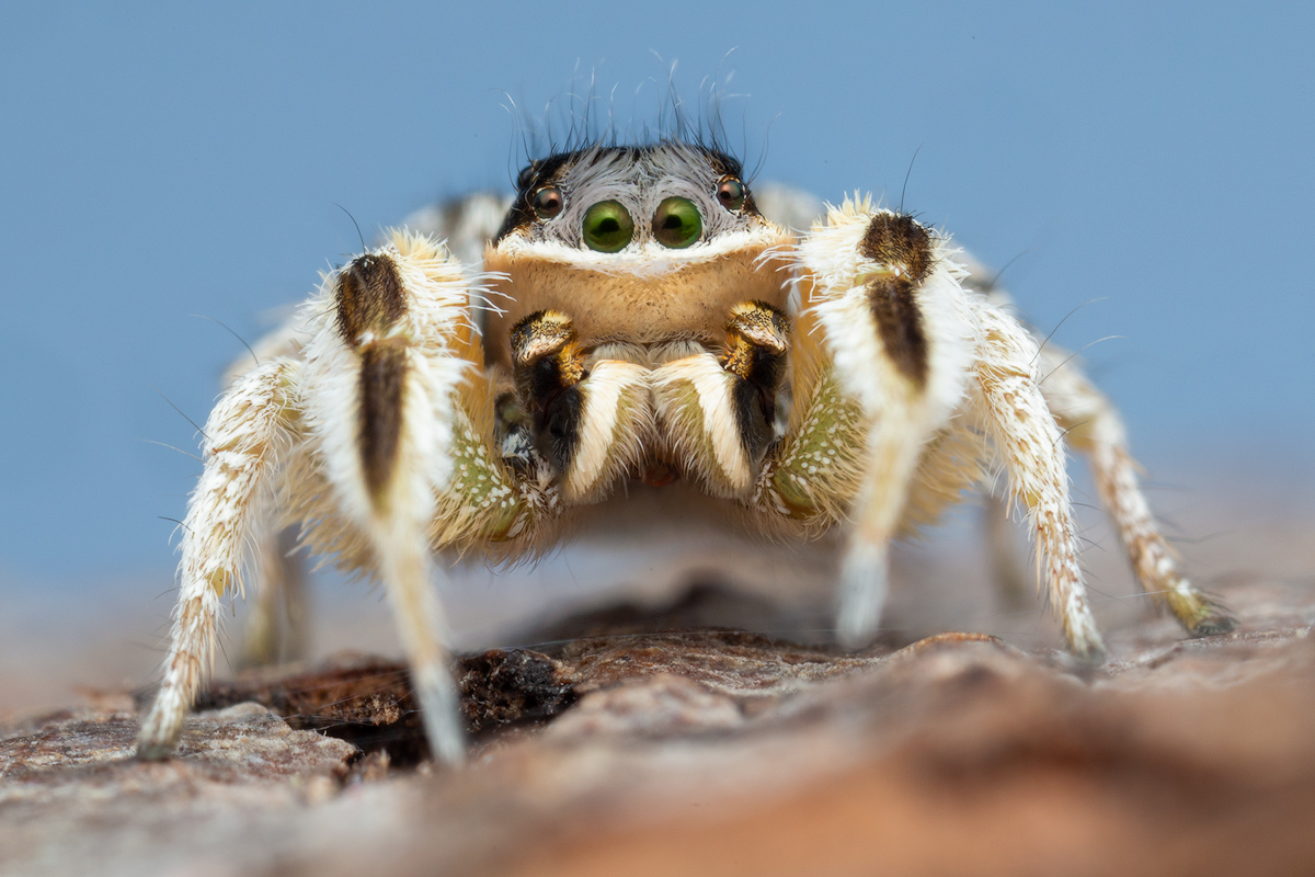 adult male