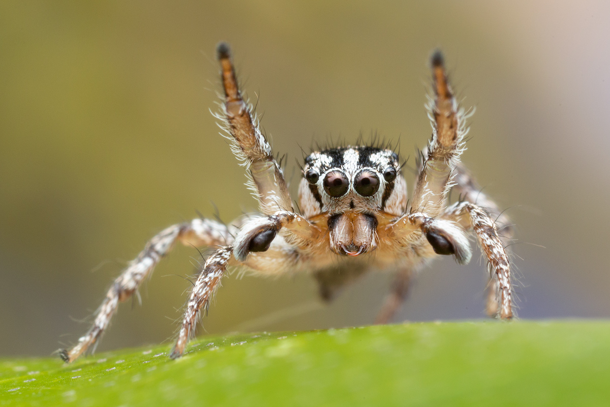 adult male courtship display