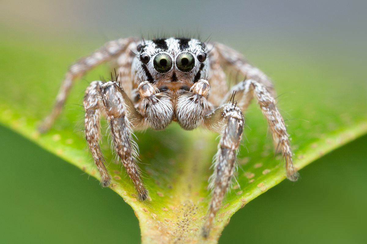 adult male