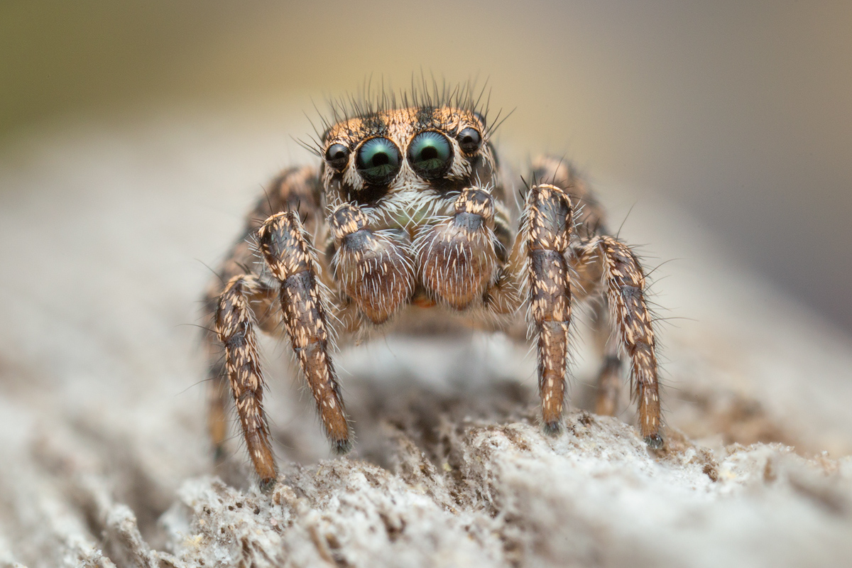 penultimate male