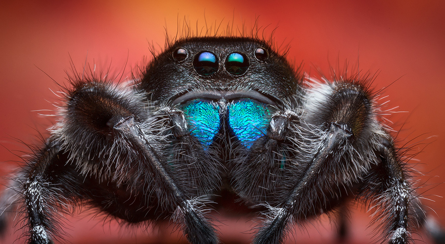 adult male