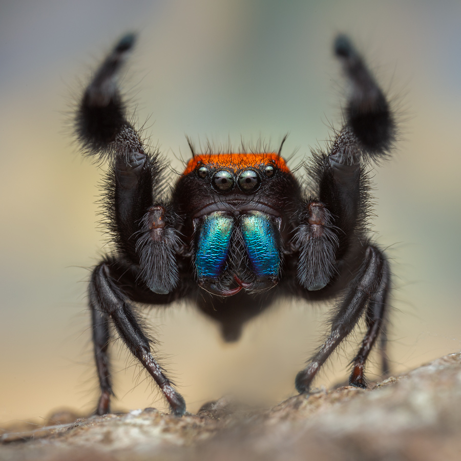 adult male courtship