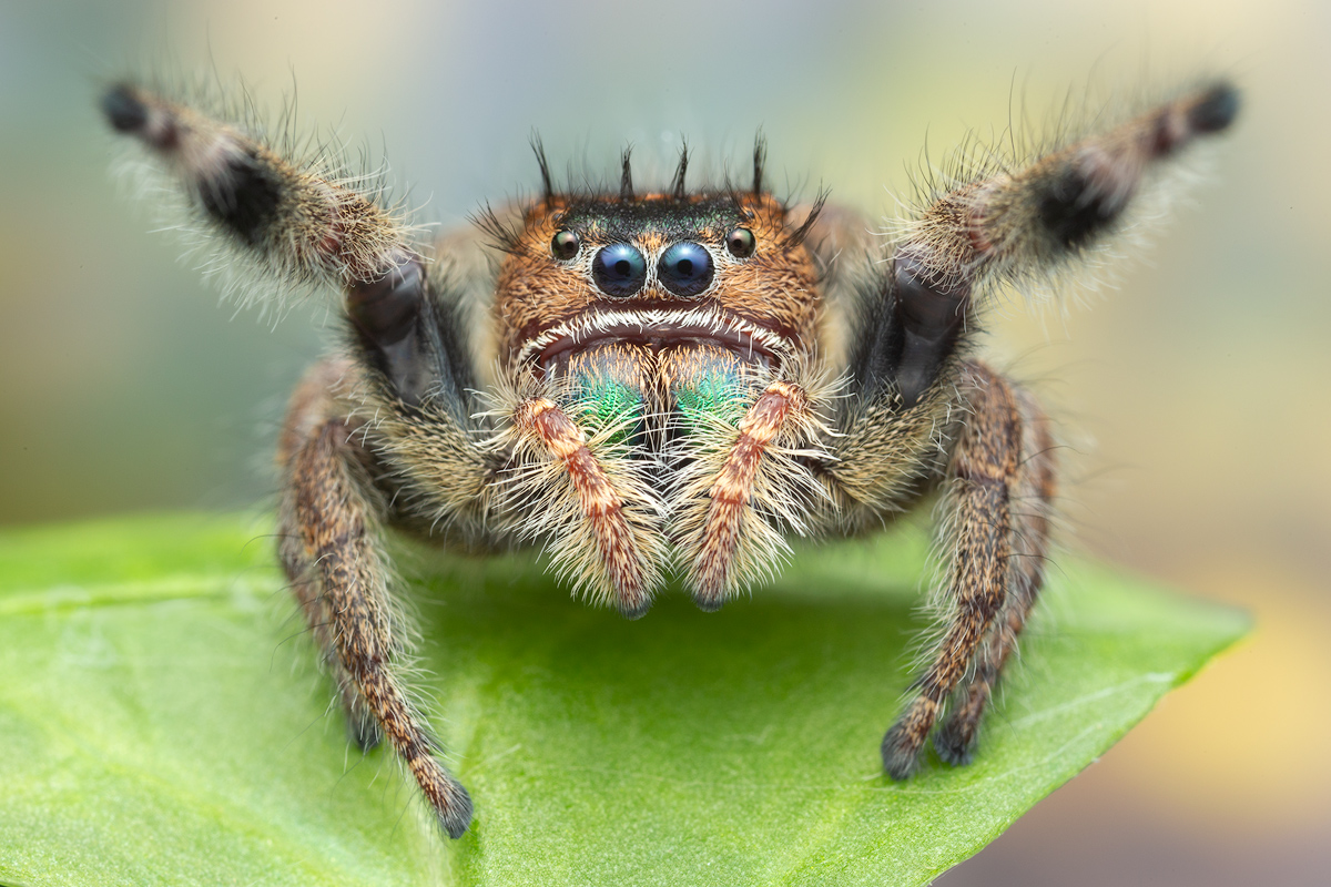 adult female