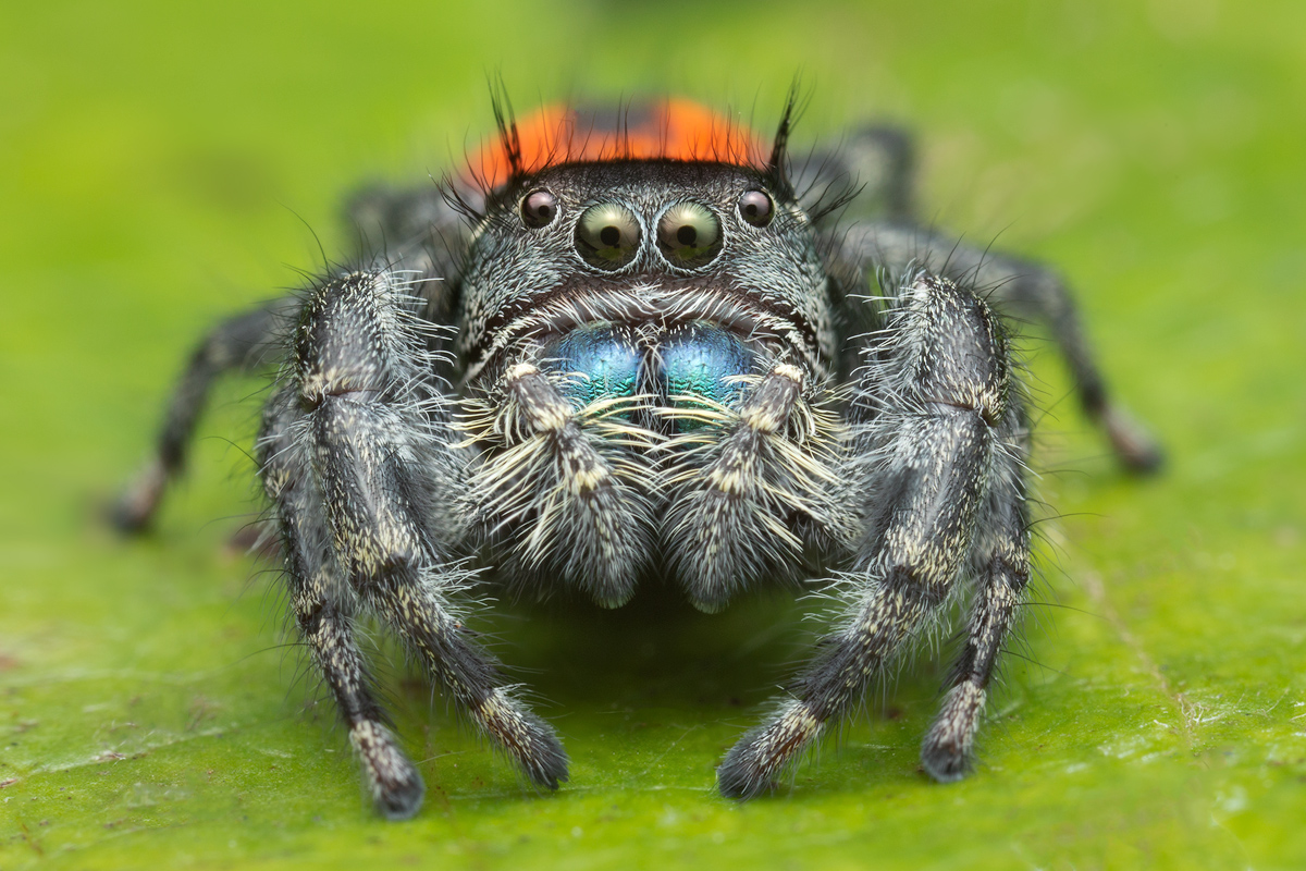 adult female