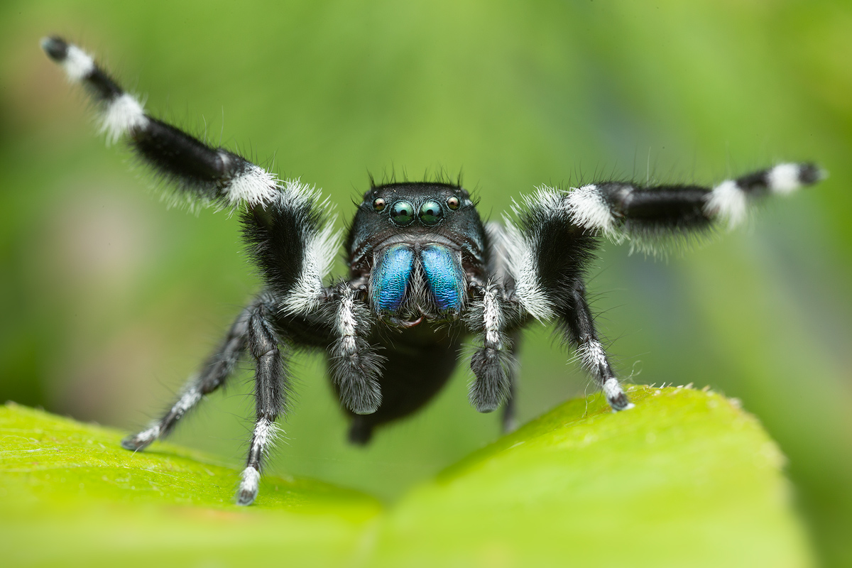 adult male courtship