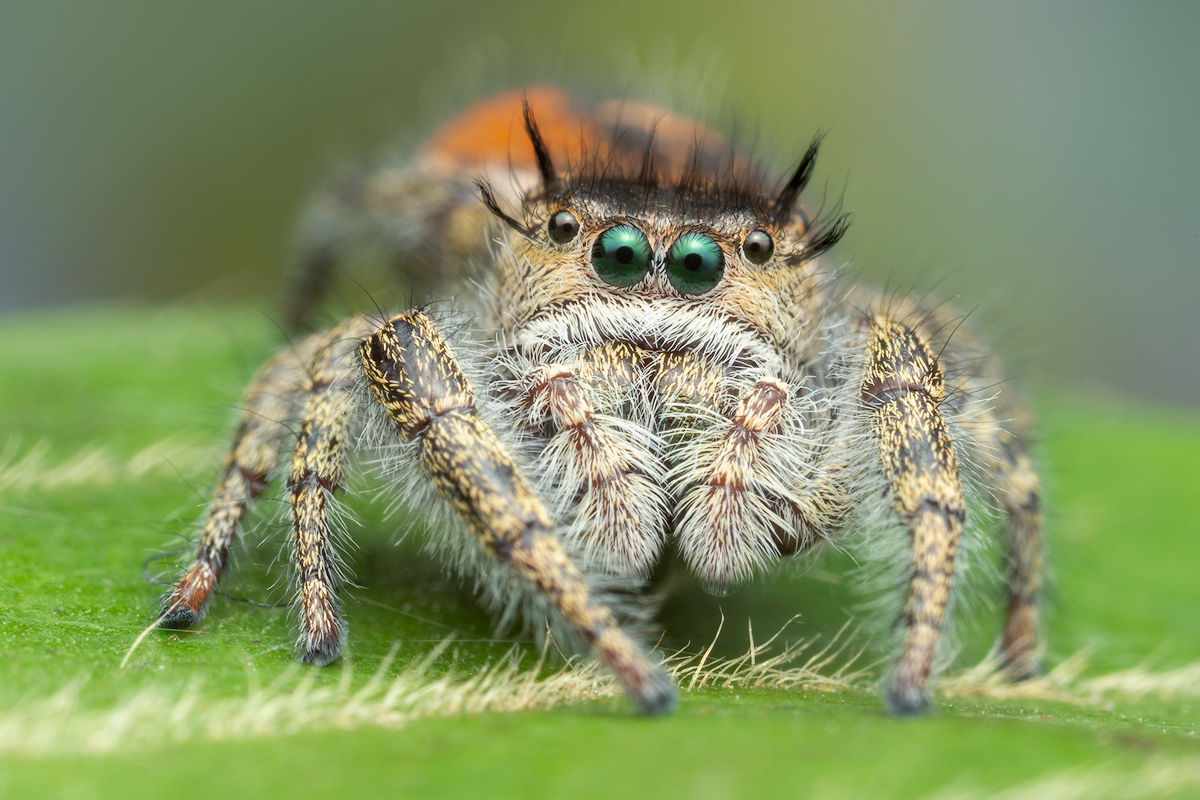adult female
