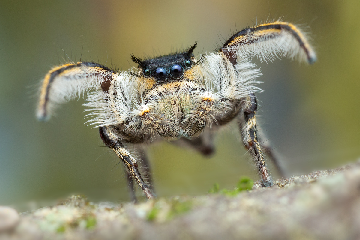 adult male courtship