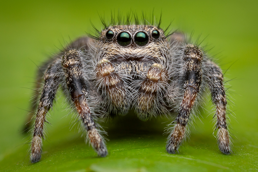 penultimate male