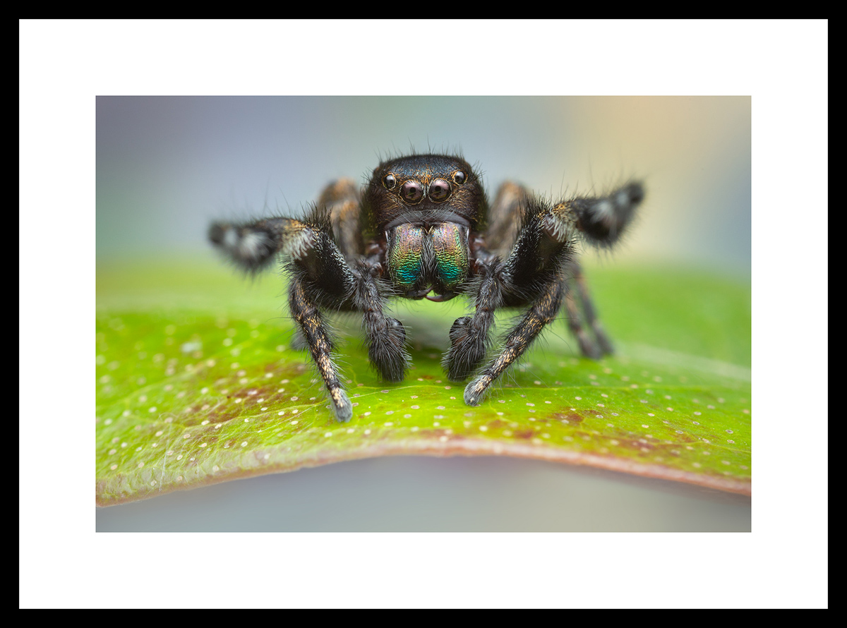 MATTED AND FRAMED PRINT - BLACK FRAME print preview