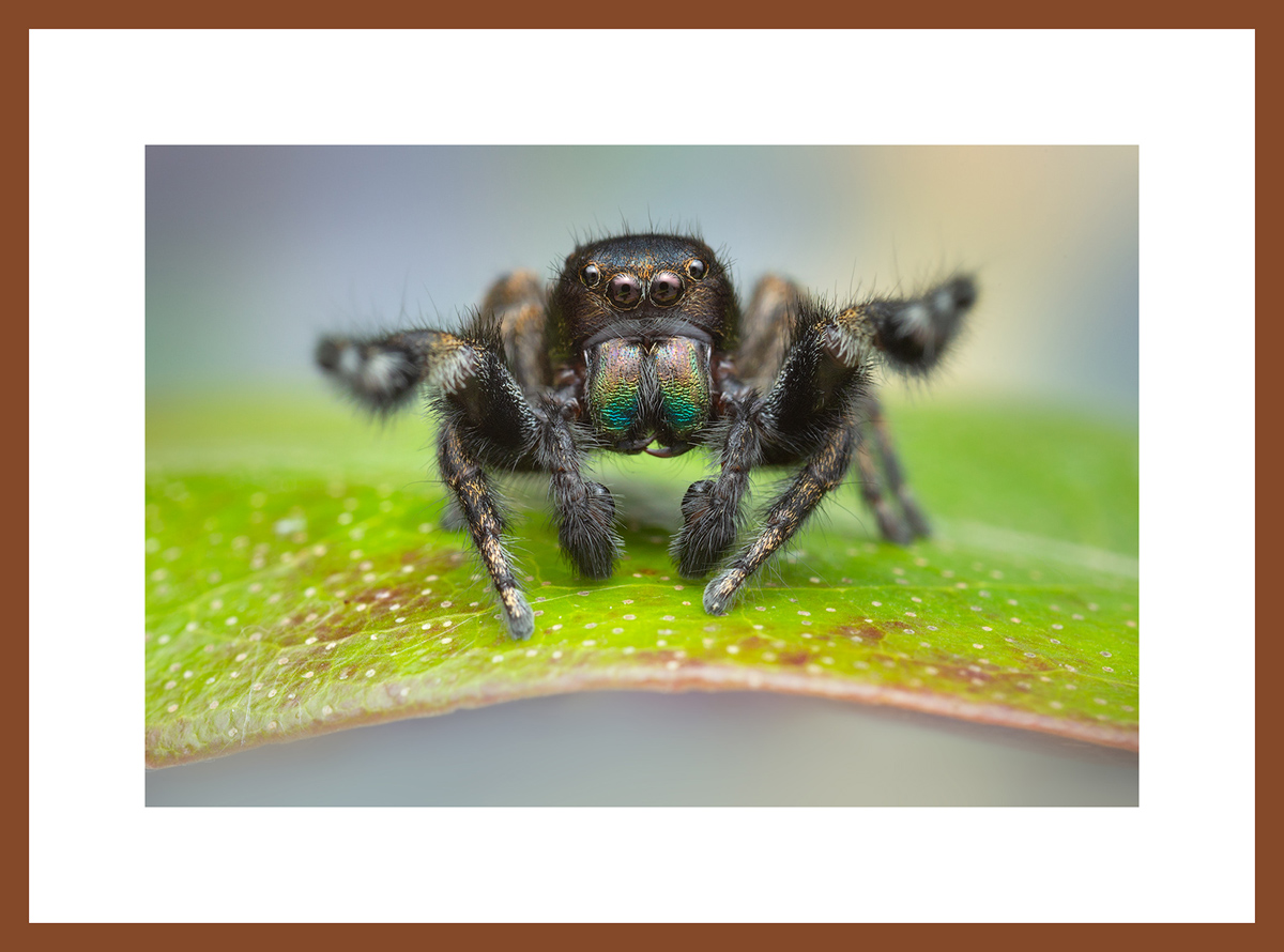 MATTED AND FRAMED PRINT - CHERRY FRAME print preview