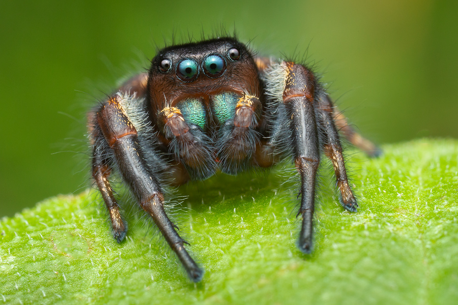 adult male