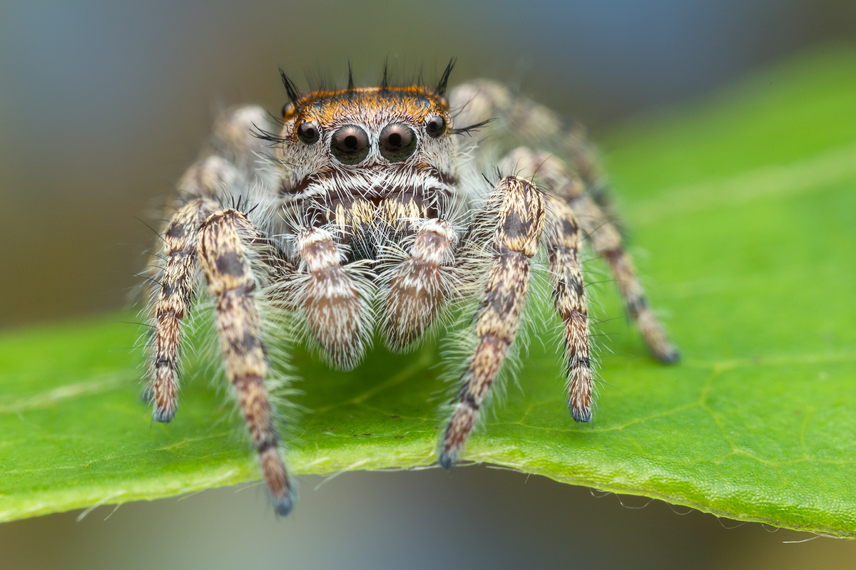 penultimate male