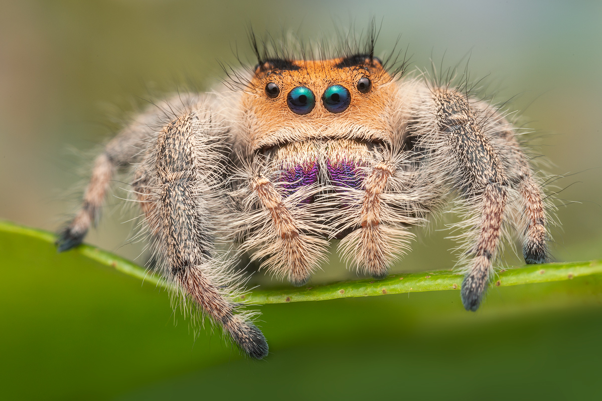 adult female